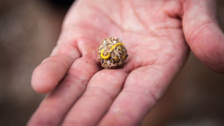 A pellet of indigestible waste containing a yellow elastic band.